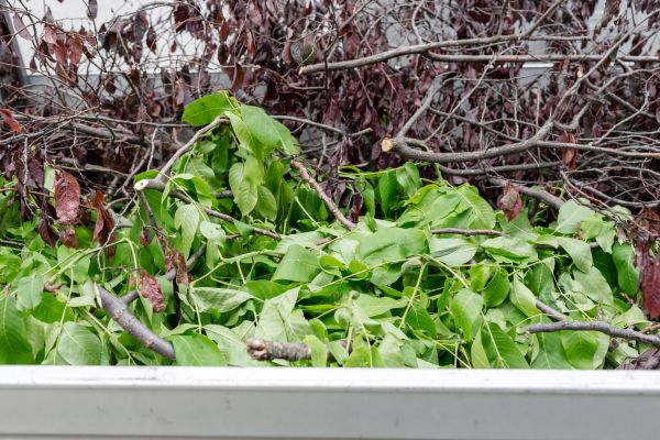 Cost of Brush Hauling in Frederick