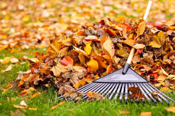 Cost of Leaves Removal in Frederick
