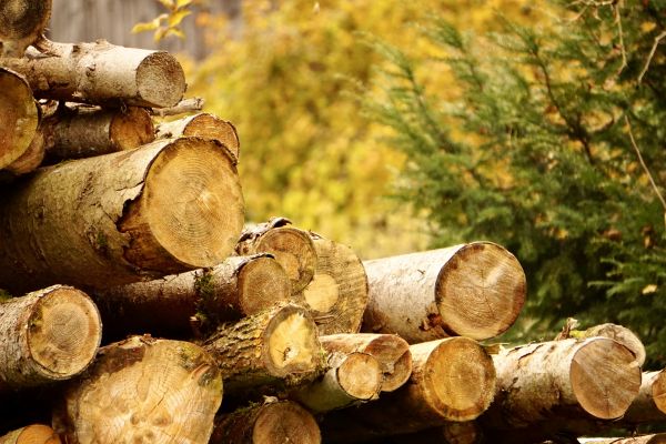 Cost of Wood Pile Removal in Frederick