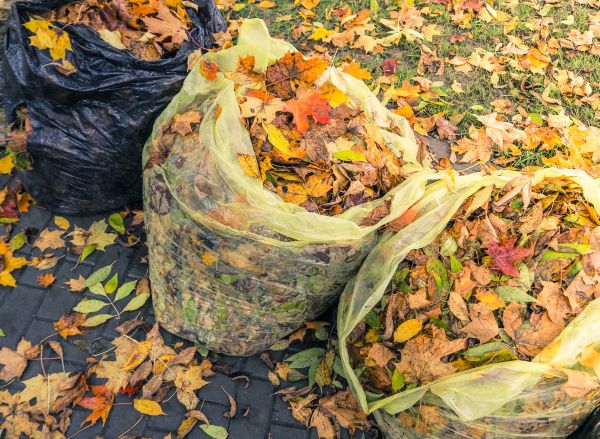 Cost of Yard Cleanup Service in Frederick