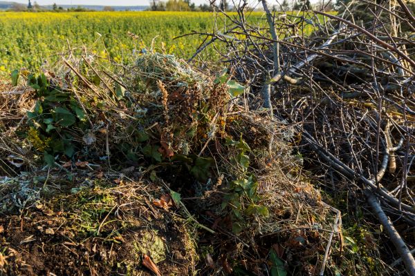 Cost of Brush Disposal in Frederick