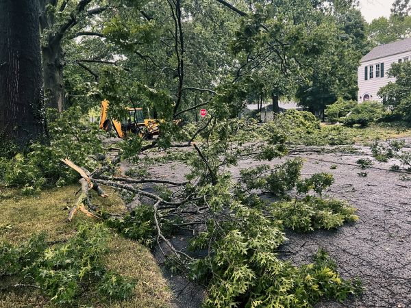 Cost of Tree Branch Disposal in Frederick