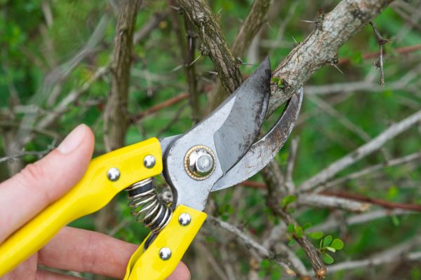 Cost of Limbs Removal in Frederick