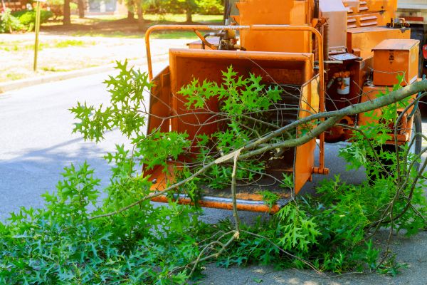 Cost of Tree Branches Removal in Frederick