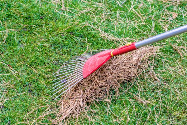 Cost of Pine Straw Raking in Frederick