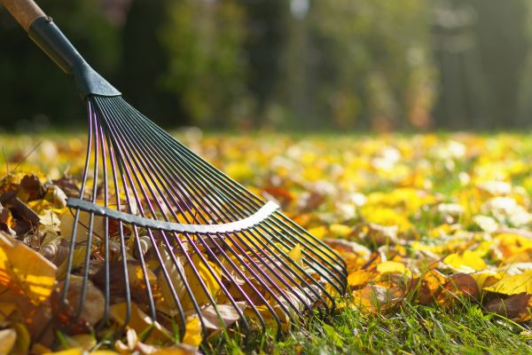 Cost of Leaf Removal in Frederick