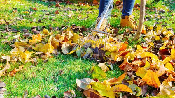 Cost of Lawn Cleanup Service in Frederick
